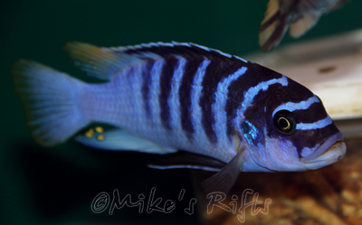 Metriaclima fainzilberi Luwino Reef