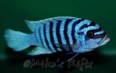 Metriaclima fainzilberi Mason Reef