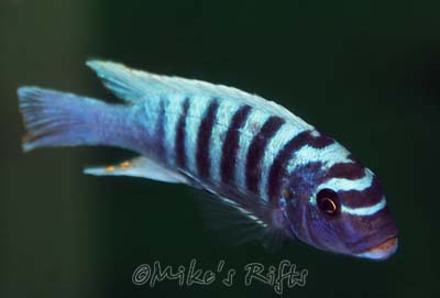 Metriaclima zebra Tumbi Point