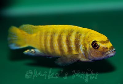 Metriaclima zebra gold Kawanga