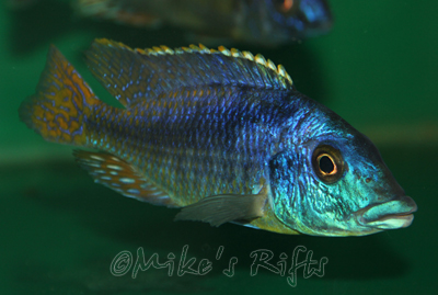 Mylochromis mchuse