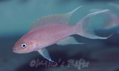 Neolamprologus halianthus Kitumba