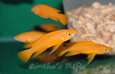 Neolamprologus longiour Karilani