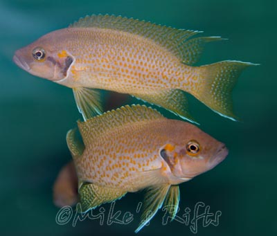 Neolamprologus halianthus Kitumba