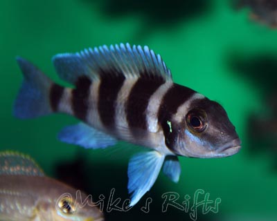 Neolamprologus tretocephalus