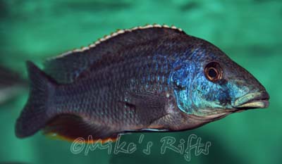 Nimbochromis linni