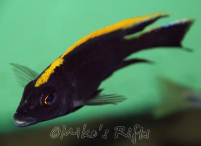 Otopharynx lithobates Black Orange