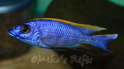 Otopharynx lithobates Sulphur Head