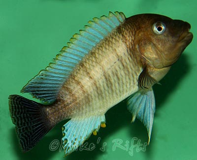 Petrochromis famula Kasanga