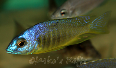 Placidochromis electra blackfin Makonde