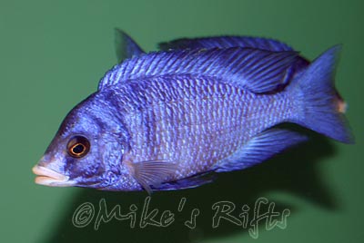 Placidochromis phenochilus Mdoka