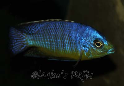 Protomelas imperial steveni Pombo Rocks