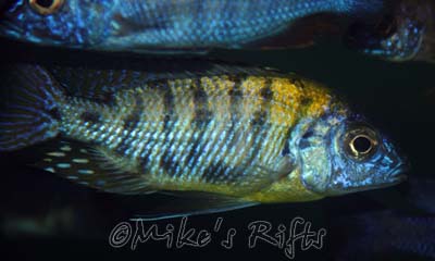 Protomelas imperial steveni Nsisi