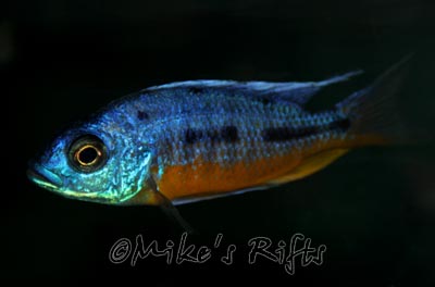 Protomelas sp.spilonotus tanzania Pombo Rocks