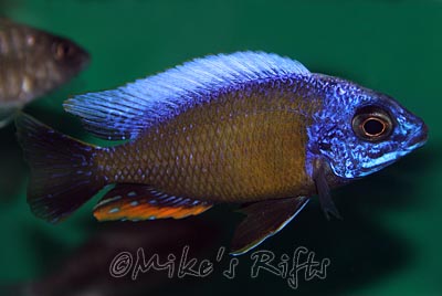 Protomelas imperial taiwanee