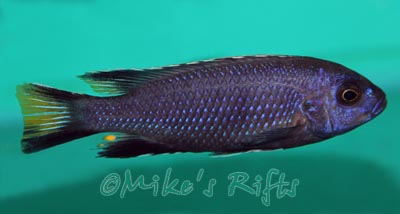 Pseudotropheus elegans Itungi