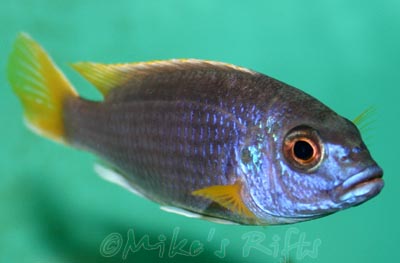 Pseudotropheus elegans Luwala