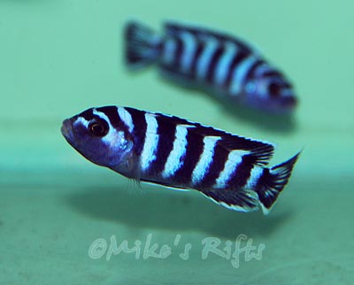 Chindongo demasoni Pombo Rocks
