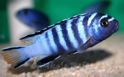Chindongo elongatus mphanga Mphanga