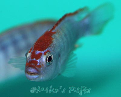 Pseudotropheus perspicax Ndumbi Red Top
