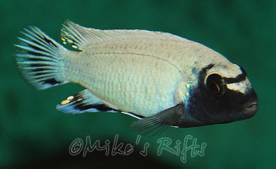 Pseudotropheus polit Lions Cove