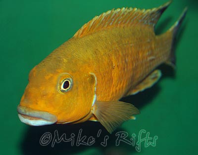 Pseudotropheus williamsi north Blue Lips