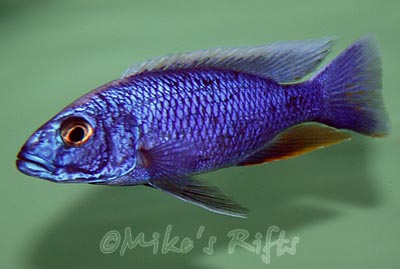 Scieanochromis fryeri Maleri Island