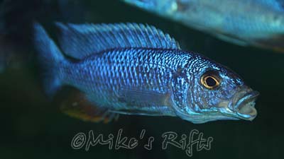 Scieanochromis fryeri