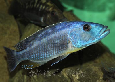 Tyrannochromis maculiceps